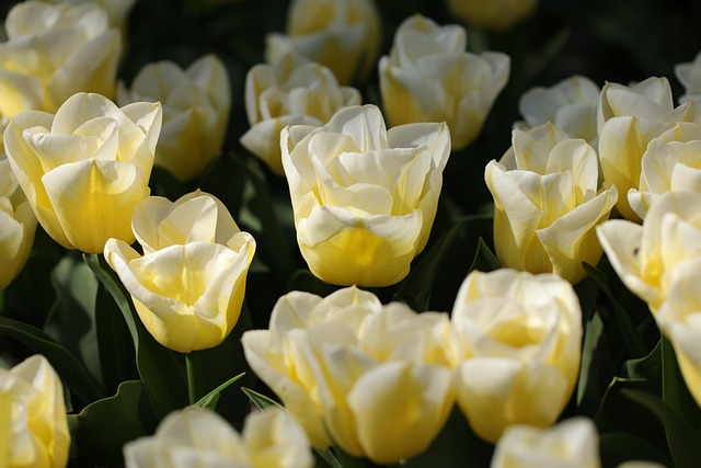 Blomstrende løsninger: Tips til at genkende blomster i krydsord